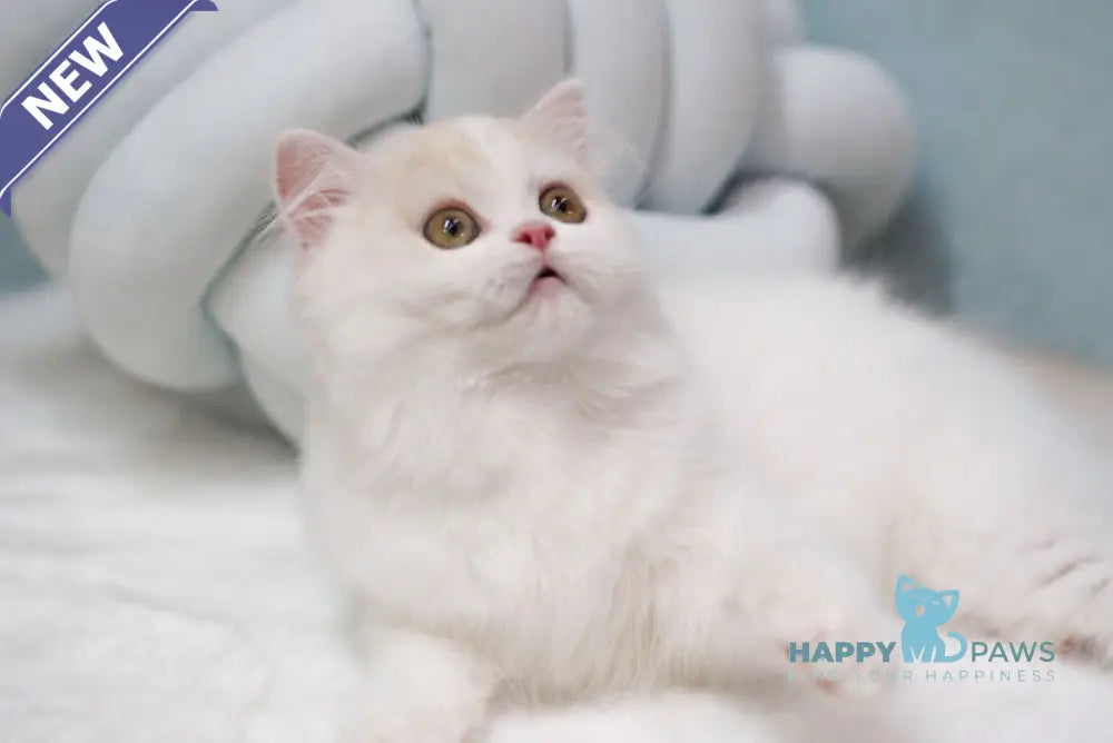 Candy Scottish Straight male red silver tabby van live animals