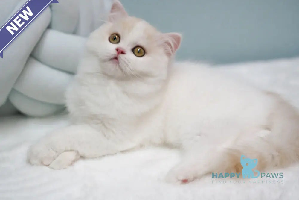 Candy Scottish Straight male red silver tabby van live animals