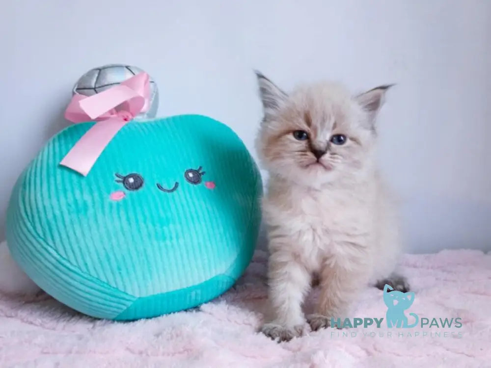 Capella Neva Masquerade female black tabby pointed live animals