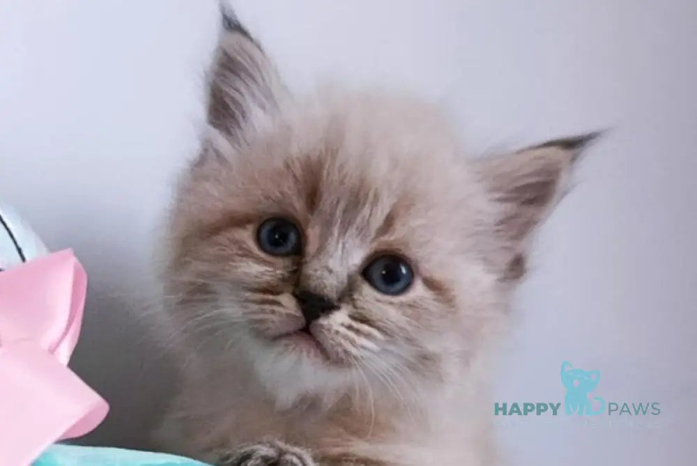 Capella Neva Masquerade female black tabby pointed live animals