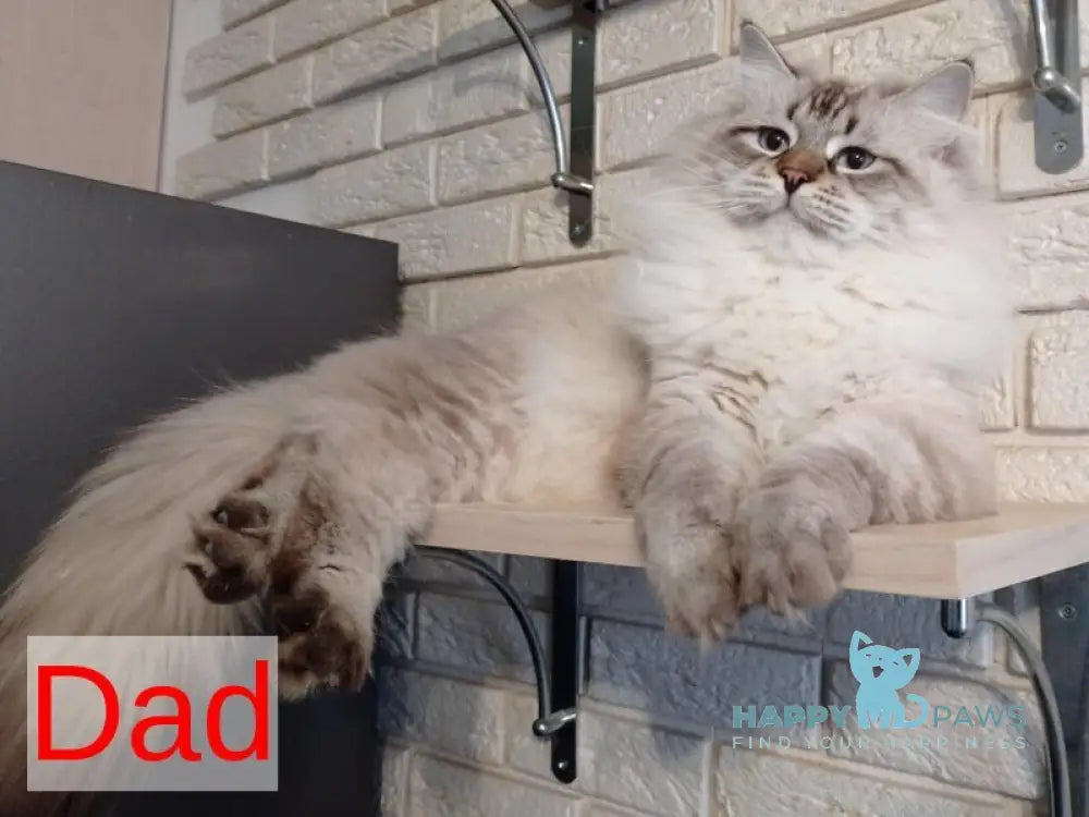 Capella Neva Masquerade female black tabby pointed live animals