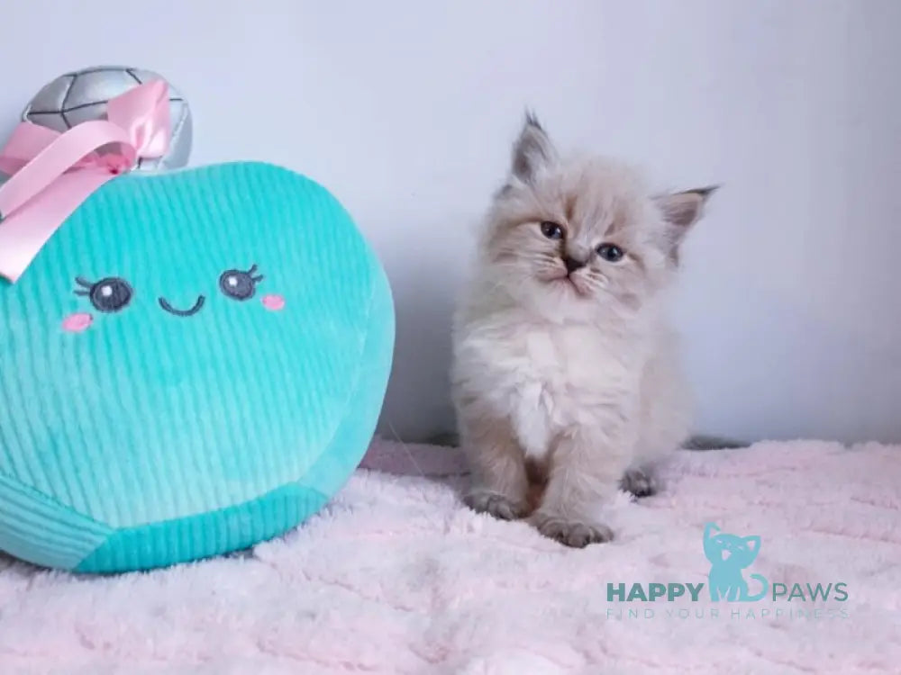 Capella Neva Masquerade female black tabby pointed live animals