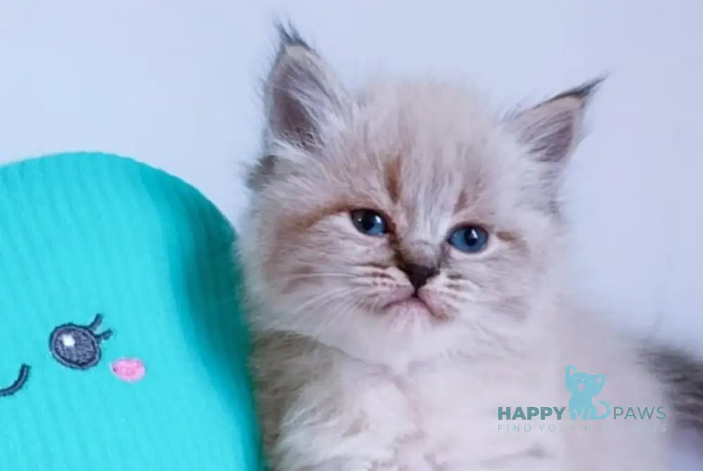 Capella Neva Masquerade female black tabby pointed live animals