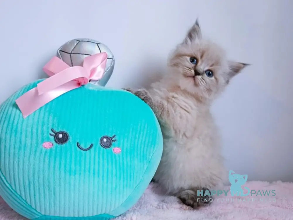 Capella Neva Masquerade female black tabby pointed live animals