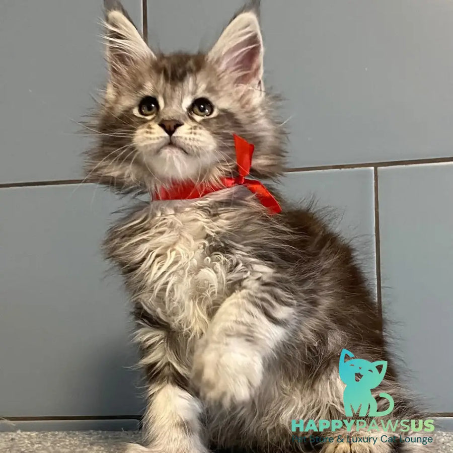 Cappadocia Maine Coon polydactyl 5x5x6x6 female black silver tabby - live animals