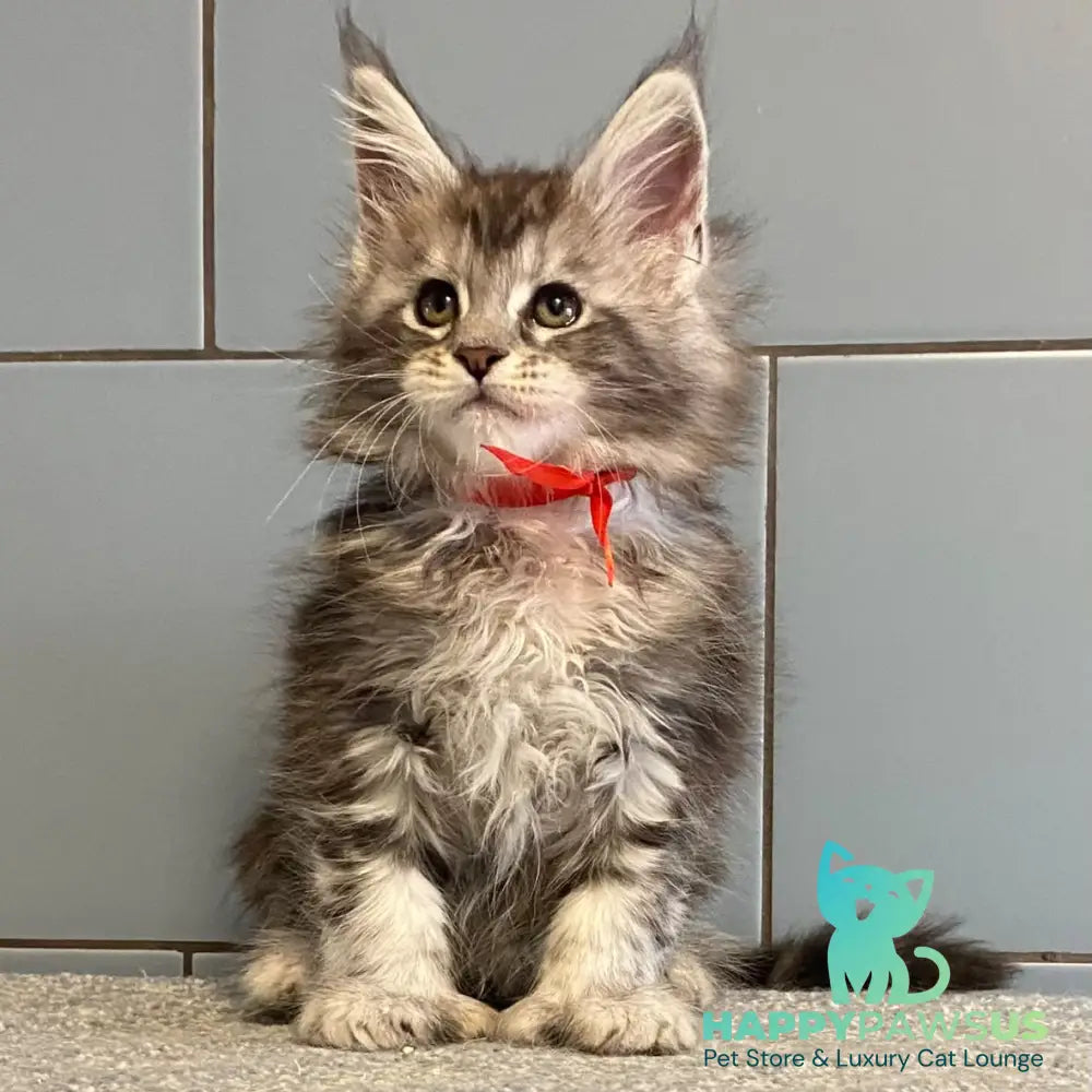 Cappadocia Maine Coon polydactyl 5x5x6x6 female black silver tabby - live animals