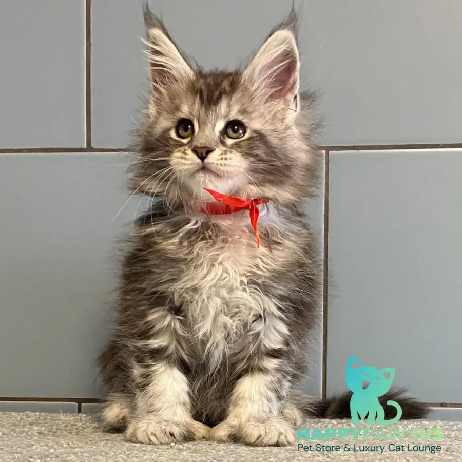 Cappadocia Maine Coon polydactyl 5x5x6x6 female black silver tabby - live animals