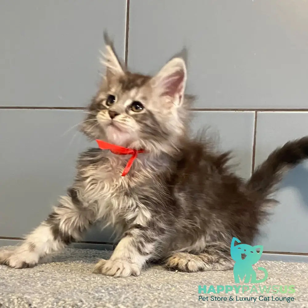 Cappadocia Maine Coon polydactyl 5x5x6x6 female black silver tabby - live animals