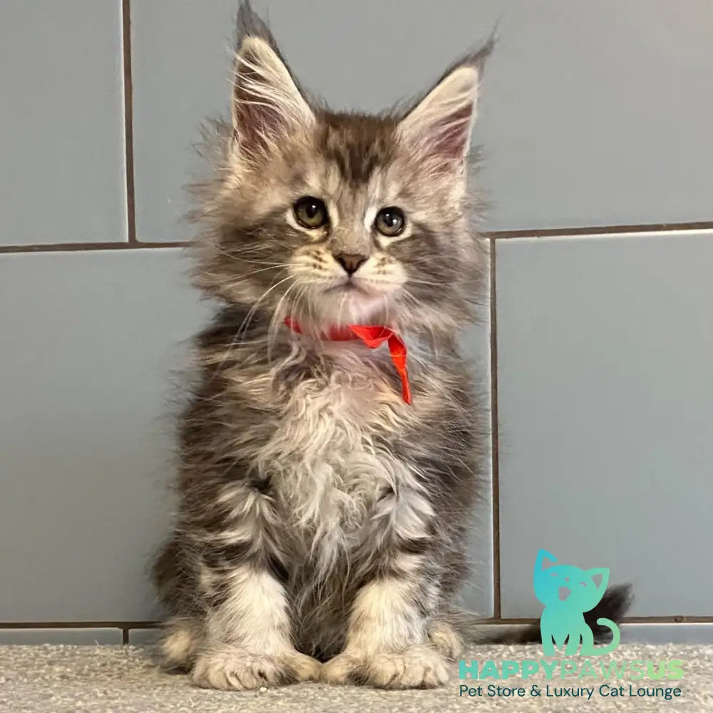 Cappadocia Maine Coon polydactyl 5x5x6x6 female black silver tabby - live animals