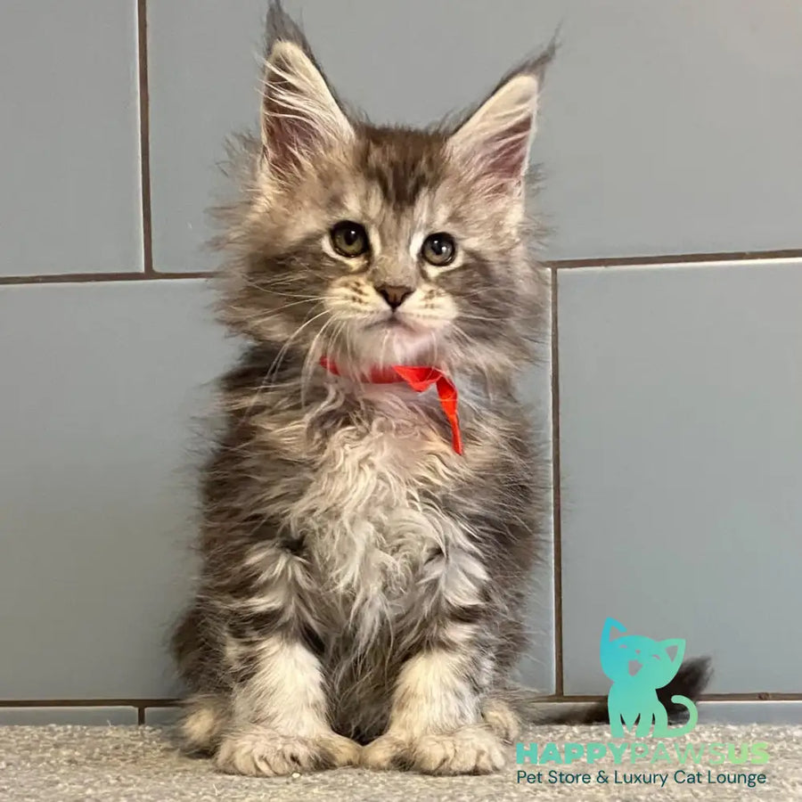 Cappadocia Maine Coon polydactyl 5x5x6x6 female black silver tabby - live animals