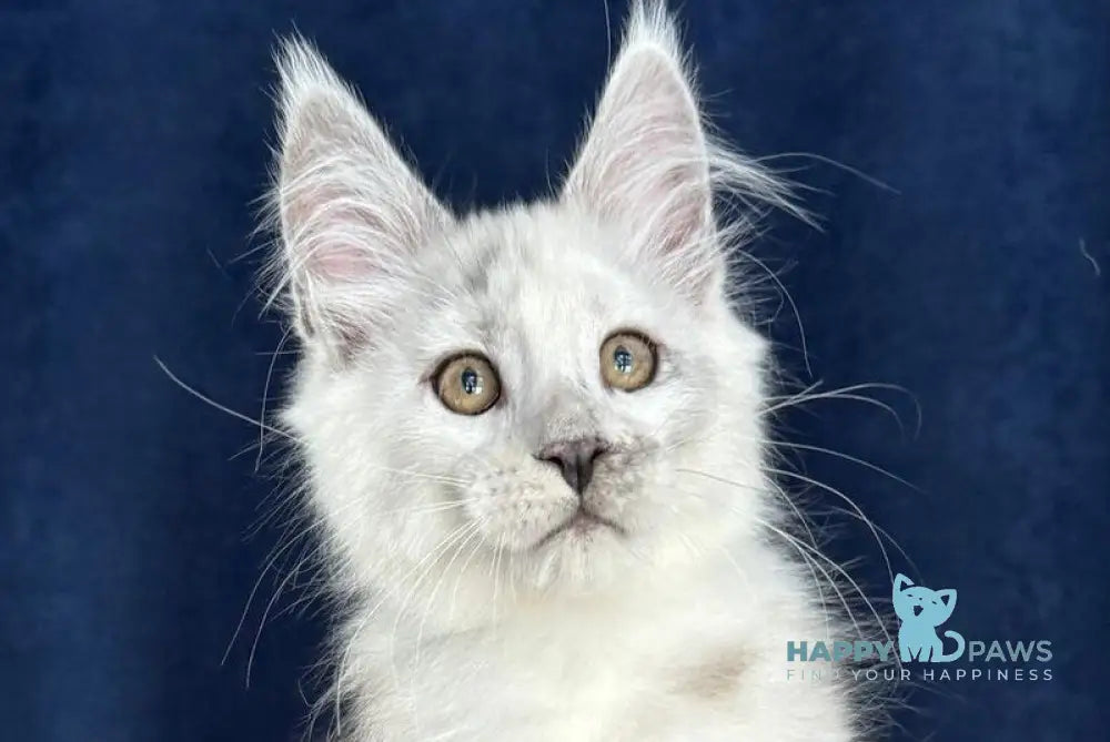 Caradoc Maine Coon male black silver shaded live animals