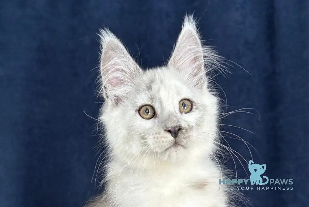 Caradoc Maine Coon male black silver shaded live animals