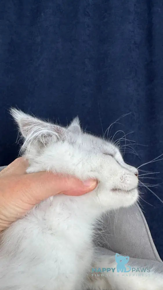 Caradoc Maine Coon male black silver shaded live animals