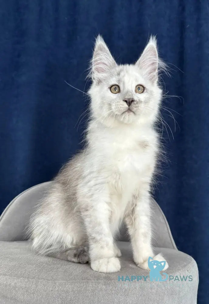 Caradoc Maine Coon male black silver shaded live animals