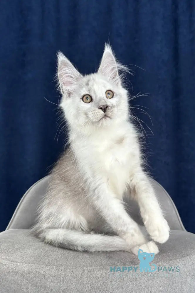 Caradoc Maine Coon male black silver shaded live animals