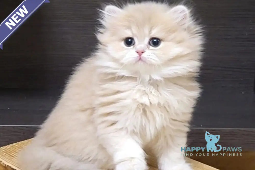 Caramel British Longhair female lilac golden shaded live animals