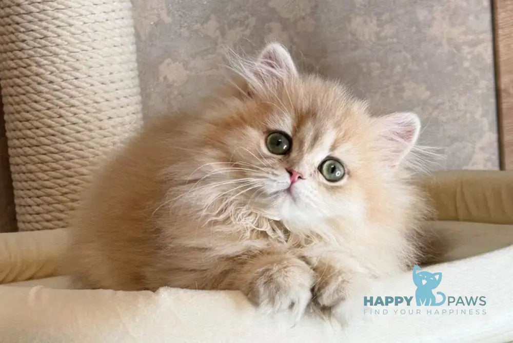 Caramel British Longhair female lilac golden shaded live animals