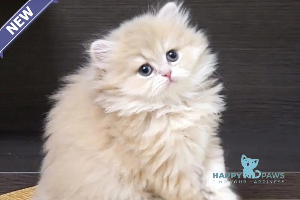 Caramel British Longhair female lilac golden shaded live animals