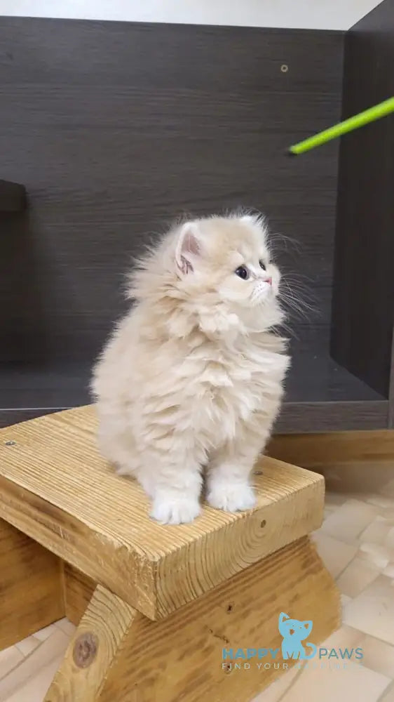 Caramel British Longhair female lilac golden shaded live animals