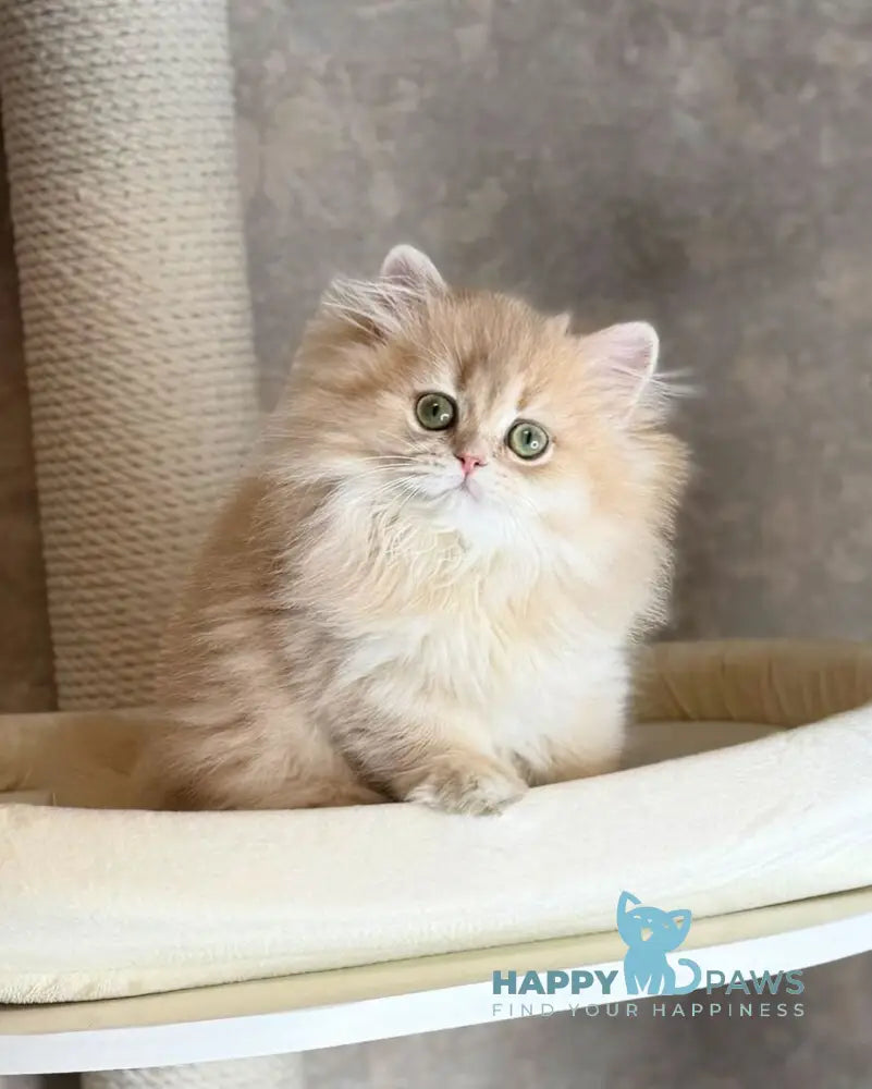 Caramel British Longhair female lilac golden shaded live animals