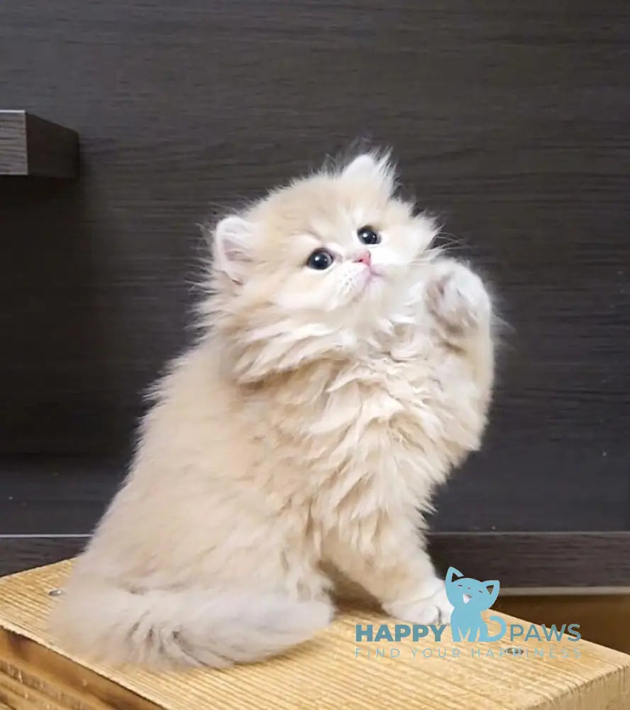 Caramel British Longhair female lilac golden shaded live animals