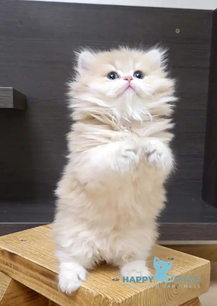 Caramel British Longhair female lilac golden shaded live animals