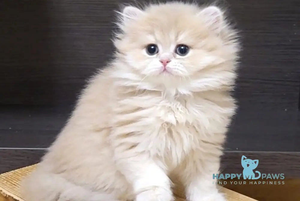 Caramel British Longhair female lilac golden shaded live animals