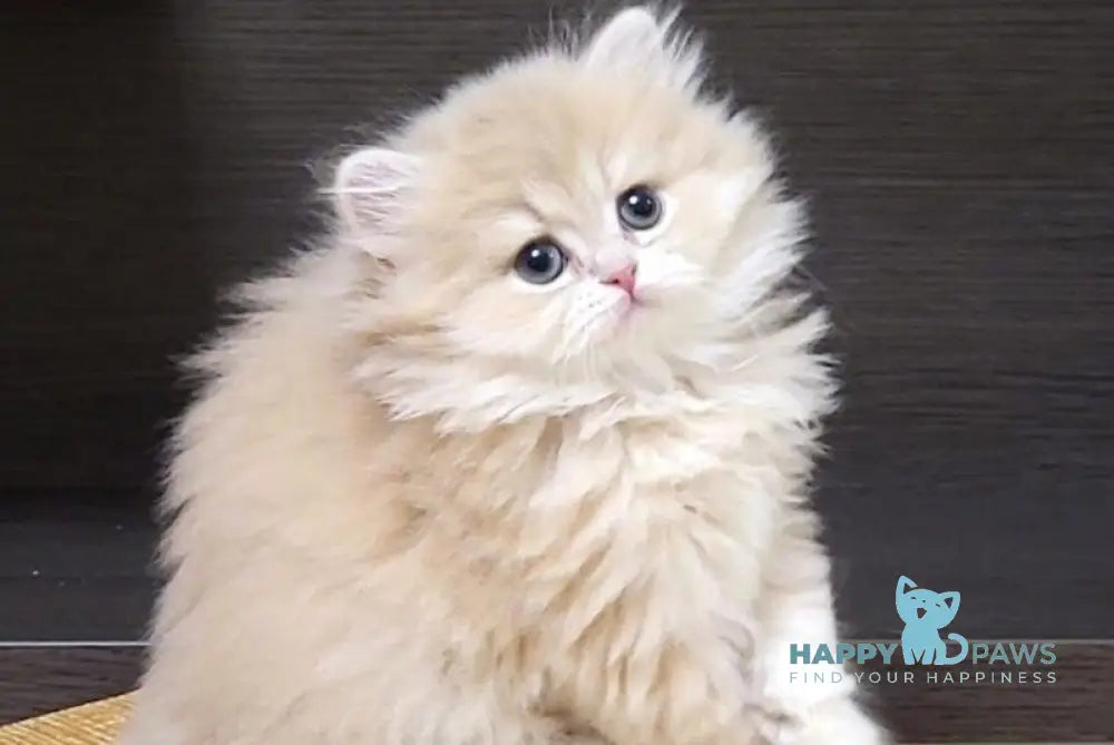 Caramel British Longhair female lilac golden shaded live animals