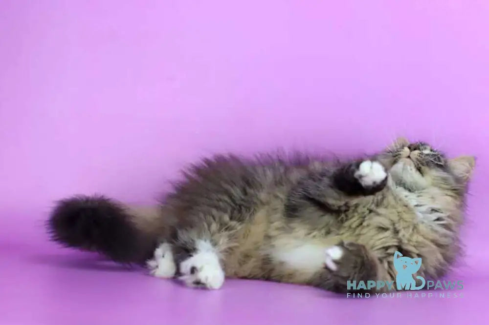 Caramel Siberian female black with white spotted tabby - live animals