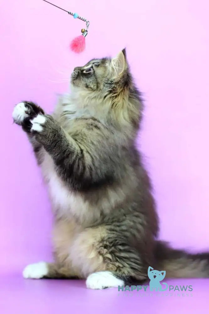 Caramel Siberian female black with white spotted tabby - live animals