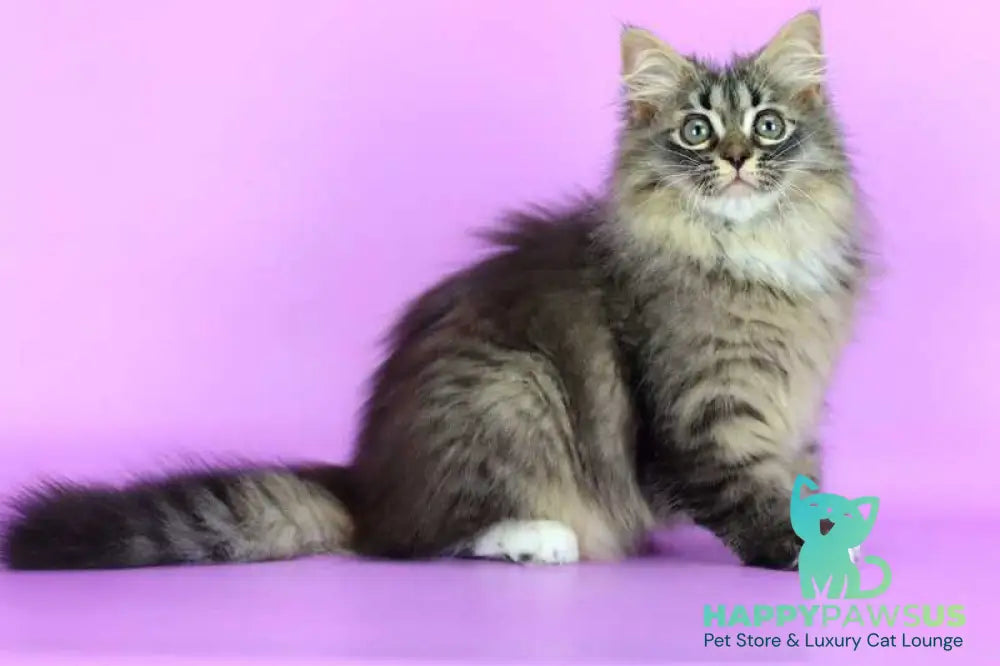 Caramel Siberian female black with white spotted tabby - live animals
