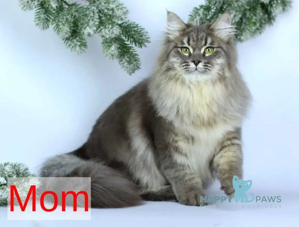 Caramel Siberian female black with white spotted tabby - live animals