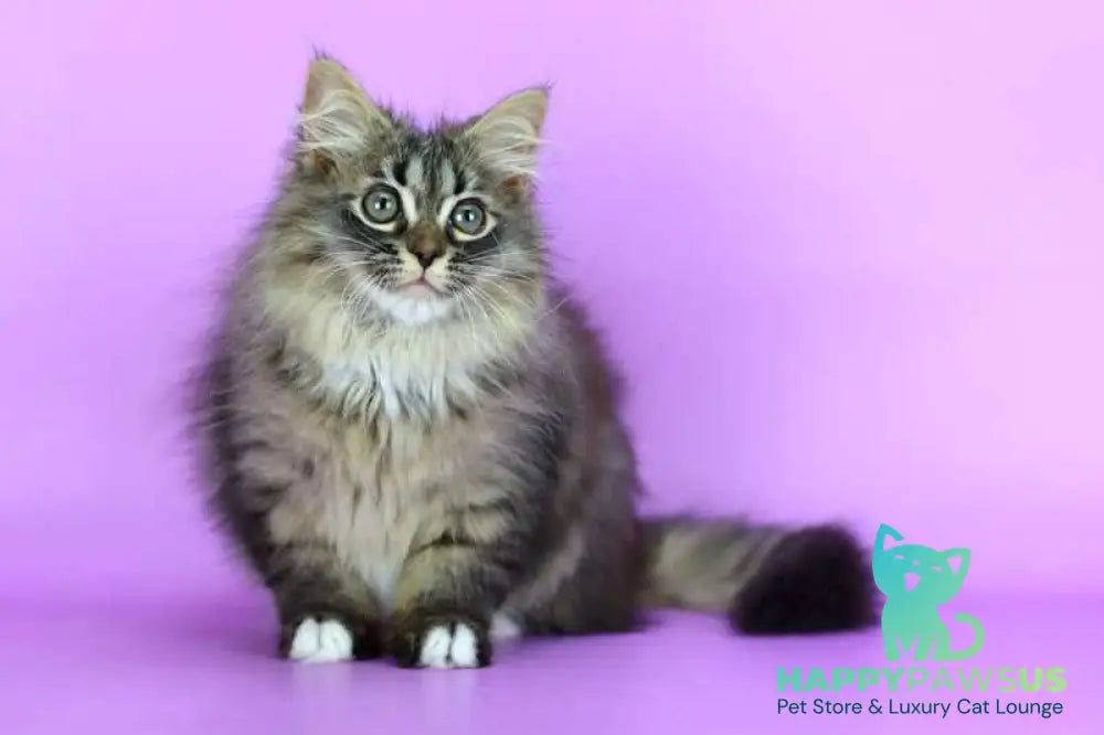 Caramel Siberian female black with white spotted tabby - live animals