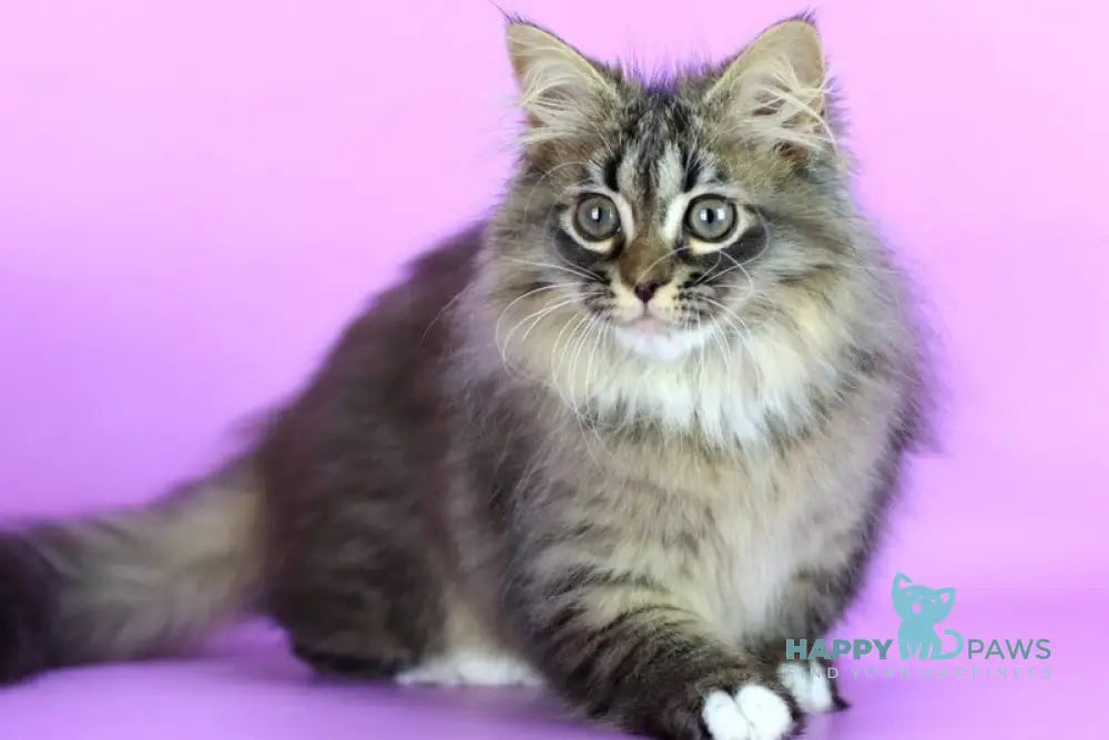 Caramel Siberian female black with white spotted tabby - live animals