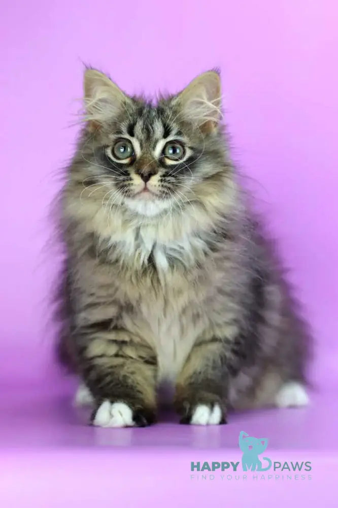 Caramel Siberian female black with white spotted tabby - live animals