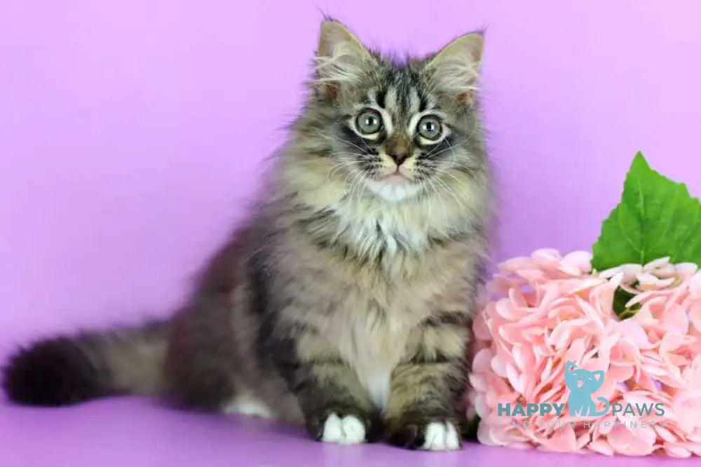 Caramel Siberian female black with white spotted tabby - live animals