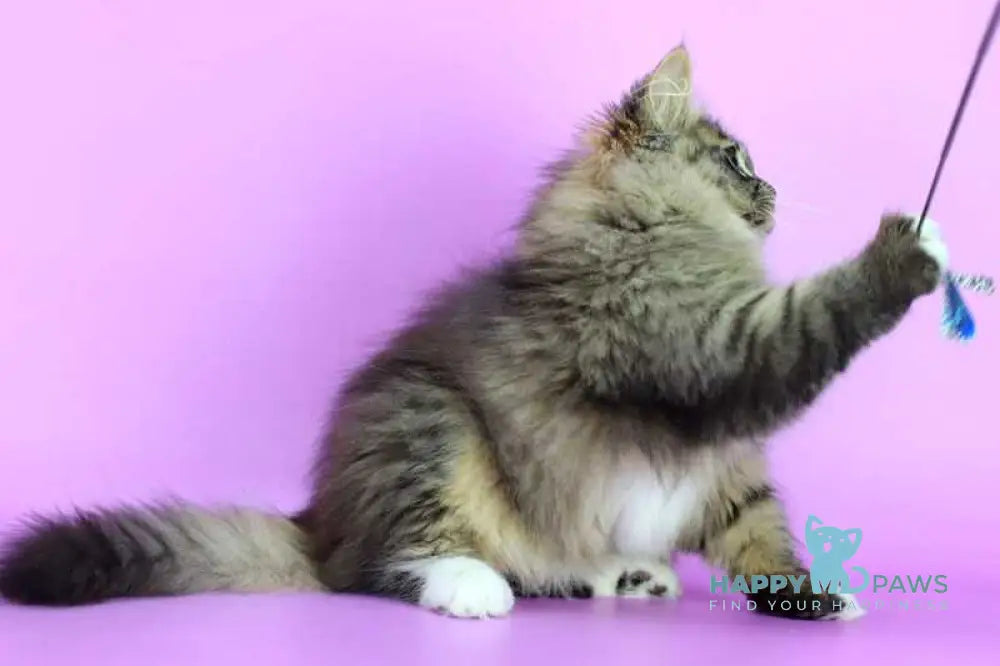 Caramel Siberian female black with white spotted tabby - live animals