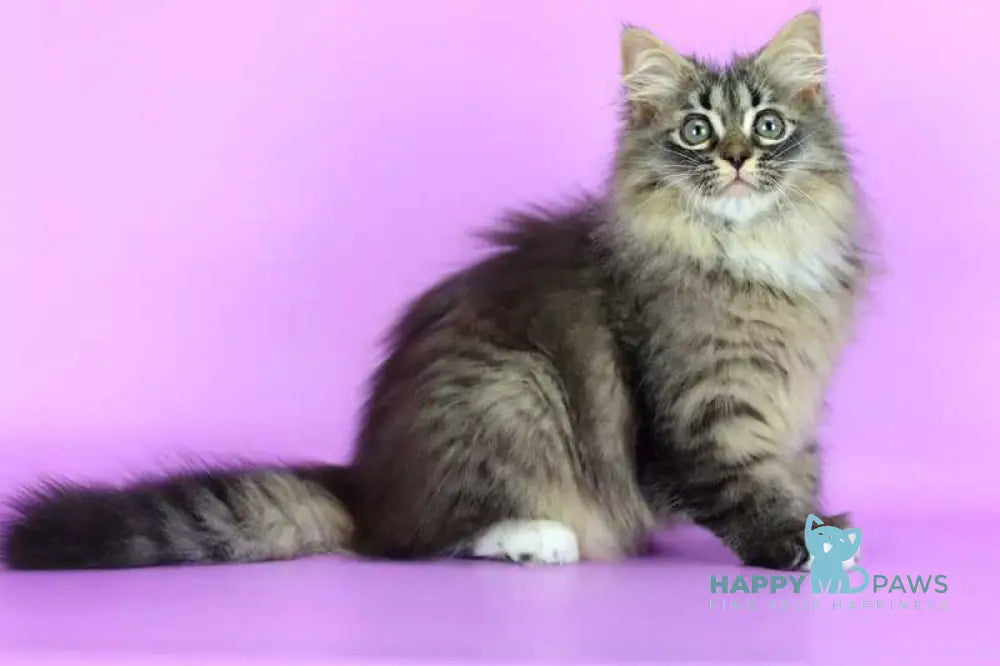 Caramel Siberian female black with white spotted tabby - live animals