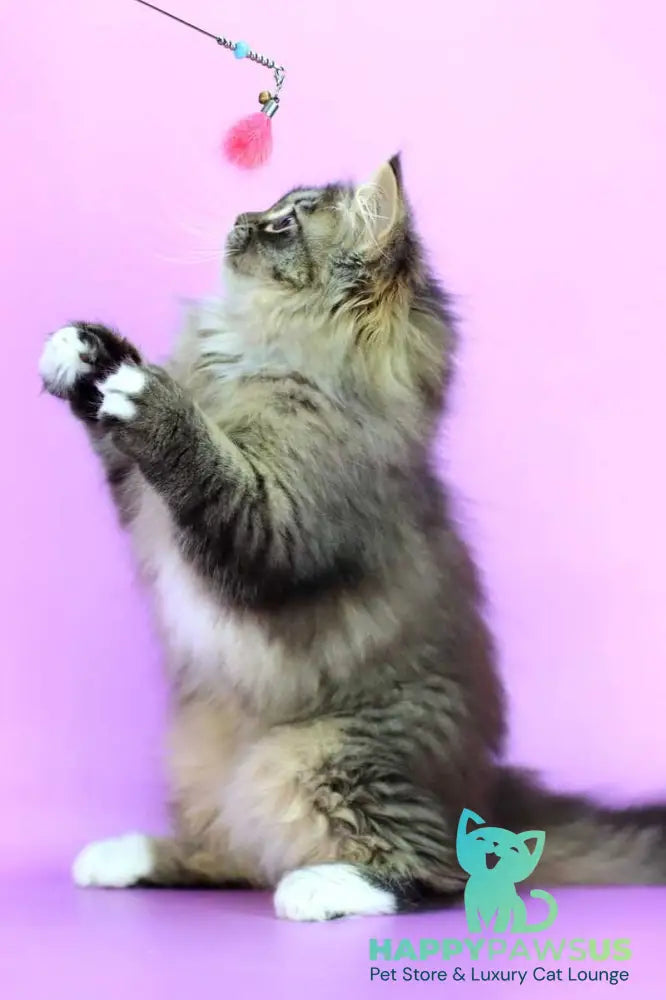 Caramel Siberian female black with white spotted tabby - live animals
