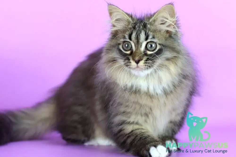 Caramel Siberian female black with white spotted tabby - live animals