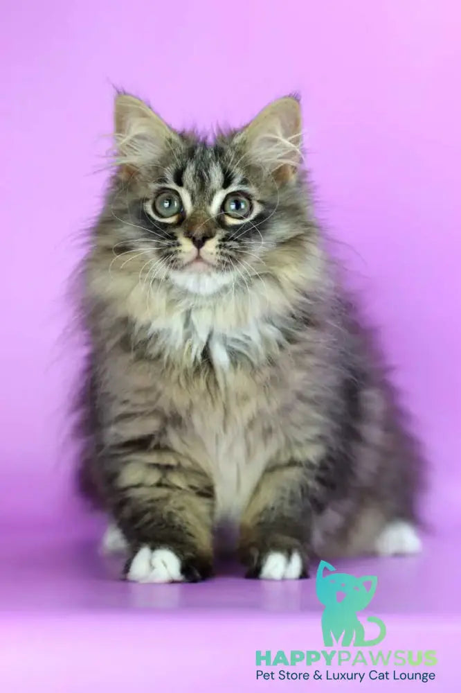 Caramel Siberian female black with white spotted tabby - live animals