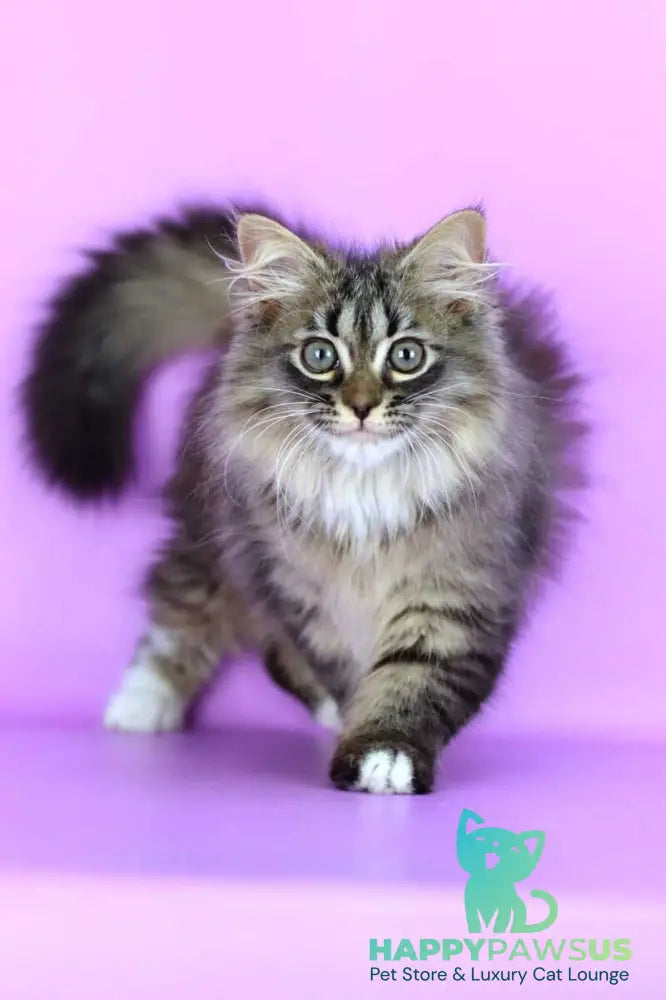 Caramel Siberian female black with white spotted tabby - live animals