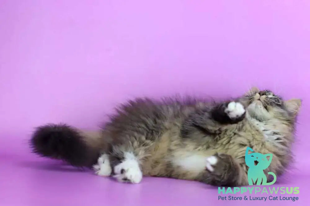 Caramel Siberian female black with white spotted tabby - live animals