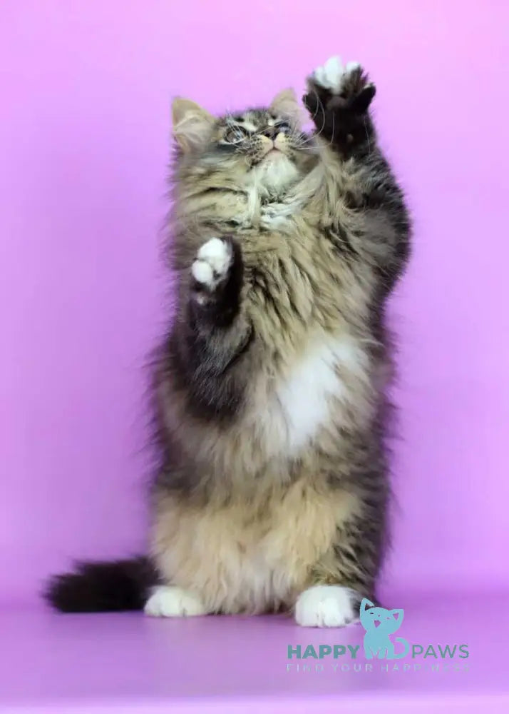 Caramel Siberian female black with white spotted tabby - live animals