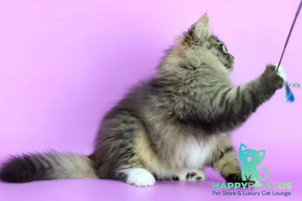 Caramel Siberian female black with white spotted tabby - live animals
