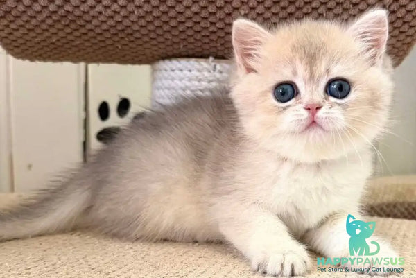 Caramelka British Shorthair female blue golden shaded - live animals