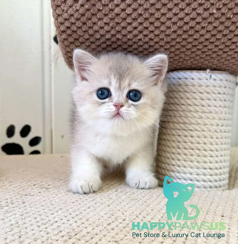 Caramelka British Shorthair female blue golden shaded - live animals