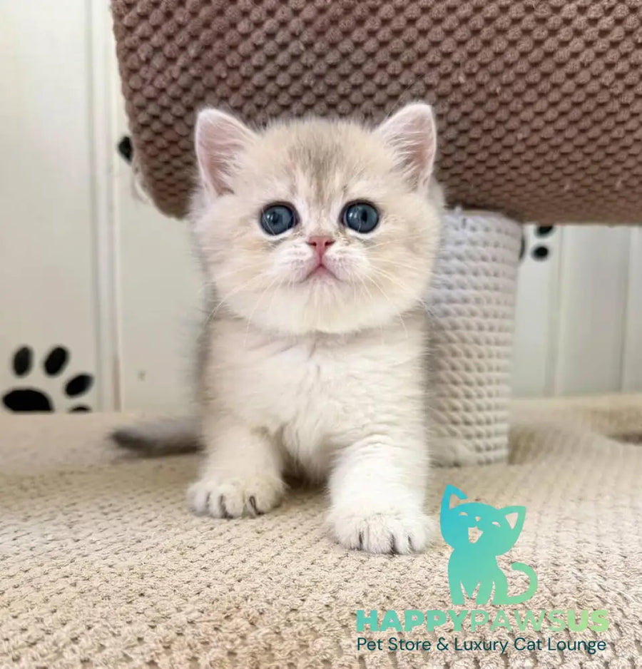 Caramelka British Shorthair female blue golden shaded - live animals