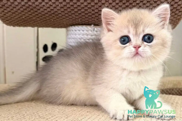 Caramelka British Shorthair female blue golden shaded - live animals