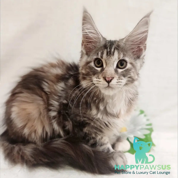 Caramelka Maine Coon female black tortie silver tabby - live animals